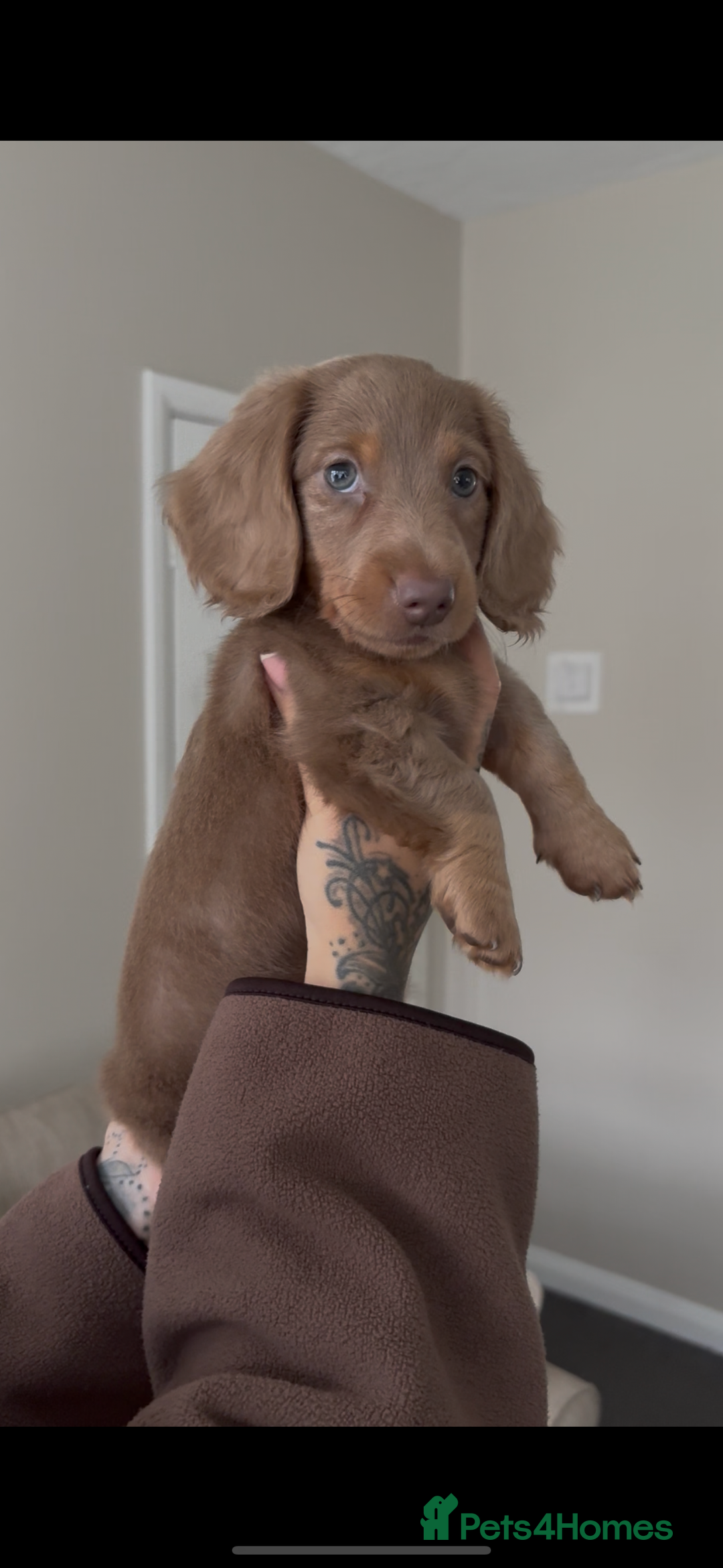 Miniature Dachshund dogs for sale: Beautiful Semi long haired miniature dachshund  - Advert 5