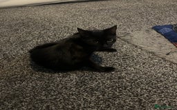 British Longhair cats for sale: Kittens  - Image 3