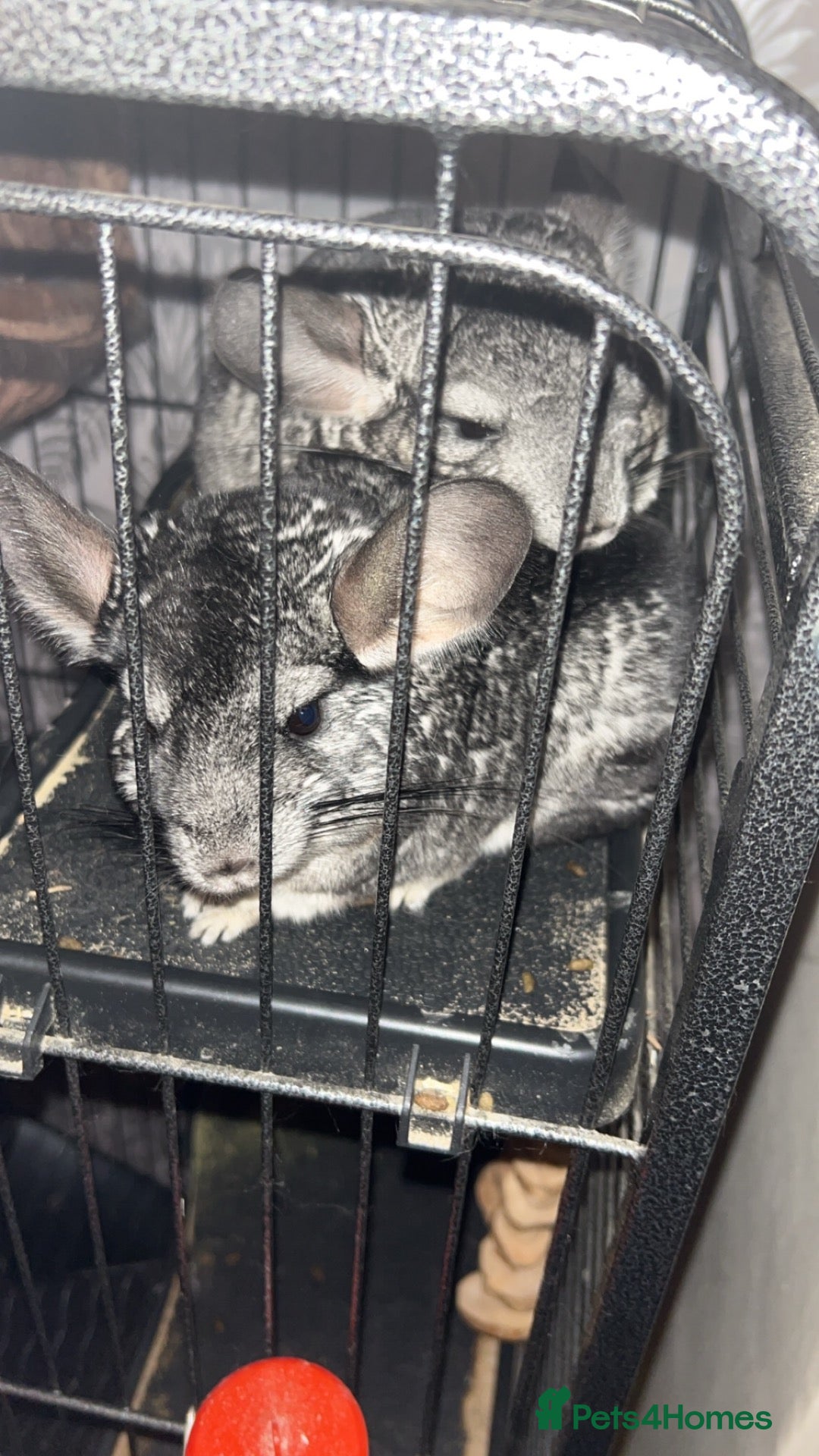 Chinchilla rodents for sale: Chinchilla  - Advert 1