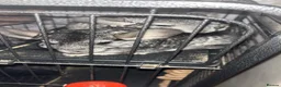 Chinchilla rodents for sale: Chinchilla  in Leicester - Advert 1
