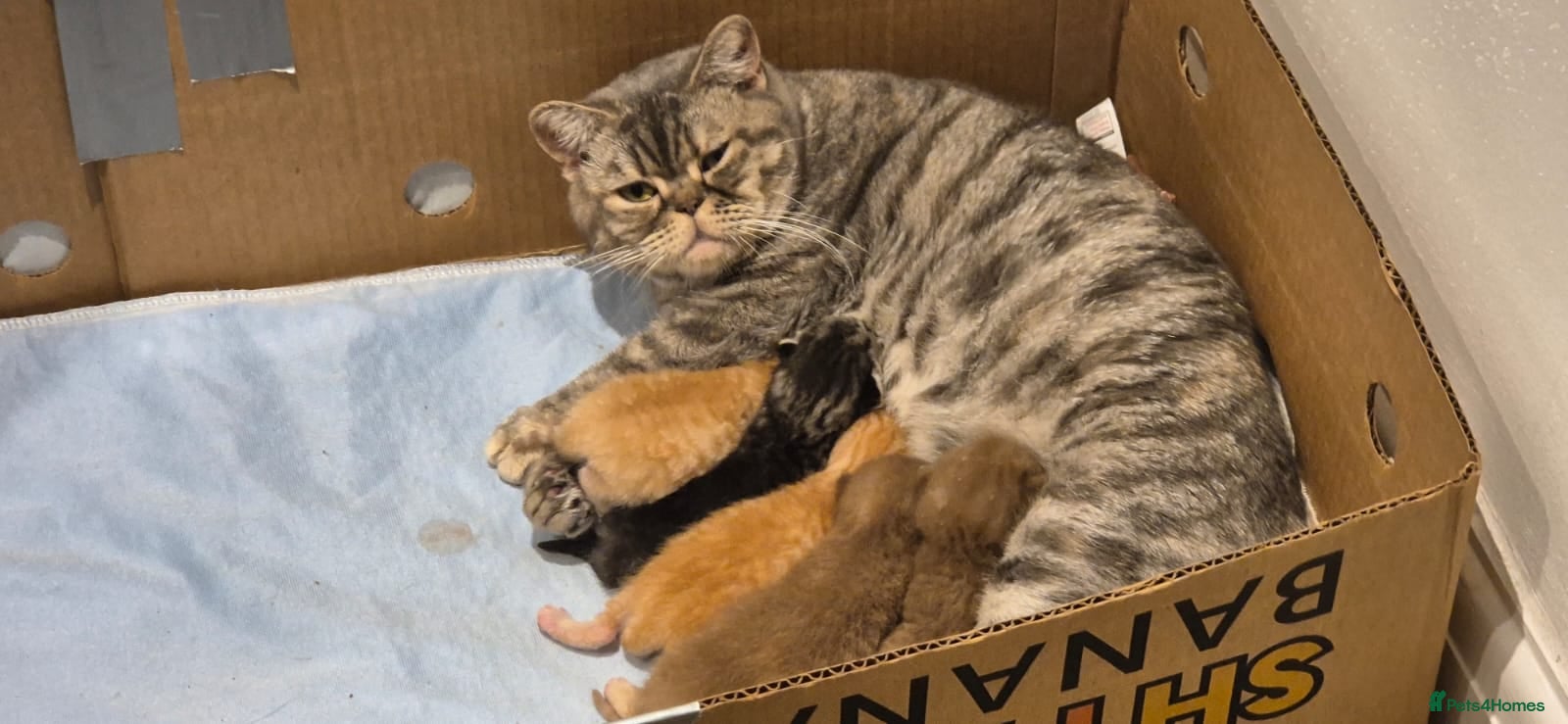 British Shorthair cats British short hair kittens - Advert 1