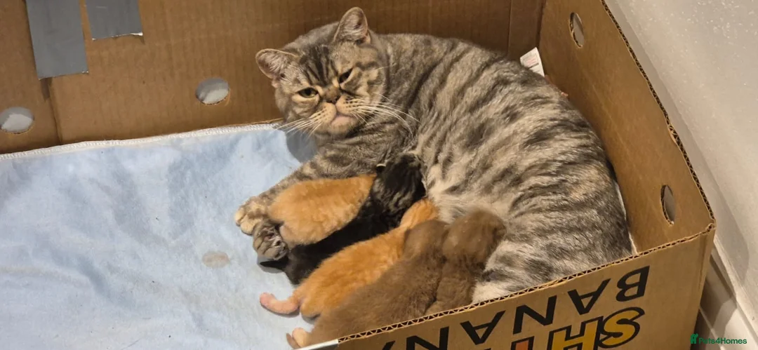 British Shorthair cats for sale: British short hair kittens in Manchester - Advert 1