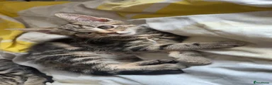 Mixed Breed Kitten 2