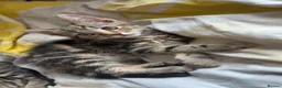 Mixed Breed cats for sale: 5 beautiful kittens looking for there forever home - Advert 9