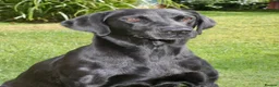 Labrador Retriever dogs for sale: FTCH FENDAWOOD & DARKESHEAD PUPS FOR SALE in South Molton - Advert 1