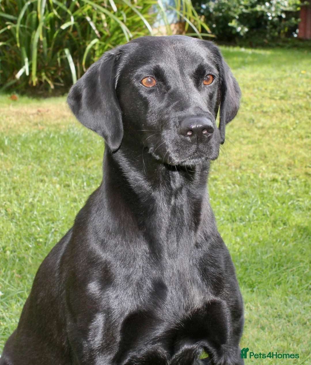 Labrador Retriever dogs for sale: FTCH FENDAWOOD & DARKESHEAD PUPS FOR SALE in South Molton - Advert 1