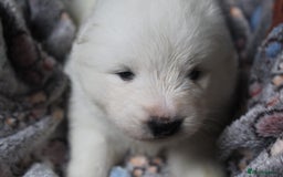 Samoyed dogs for sale: Samoyed puppies - fluff and joy - Image 33