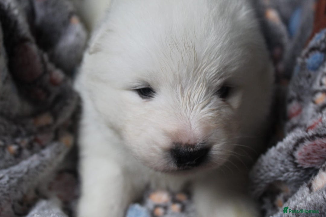 Samoyed dogs for sale: Samoyed puppies - fluff and joy - Image 33