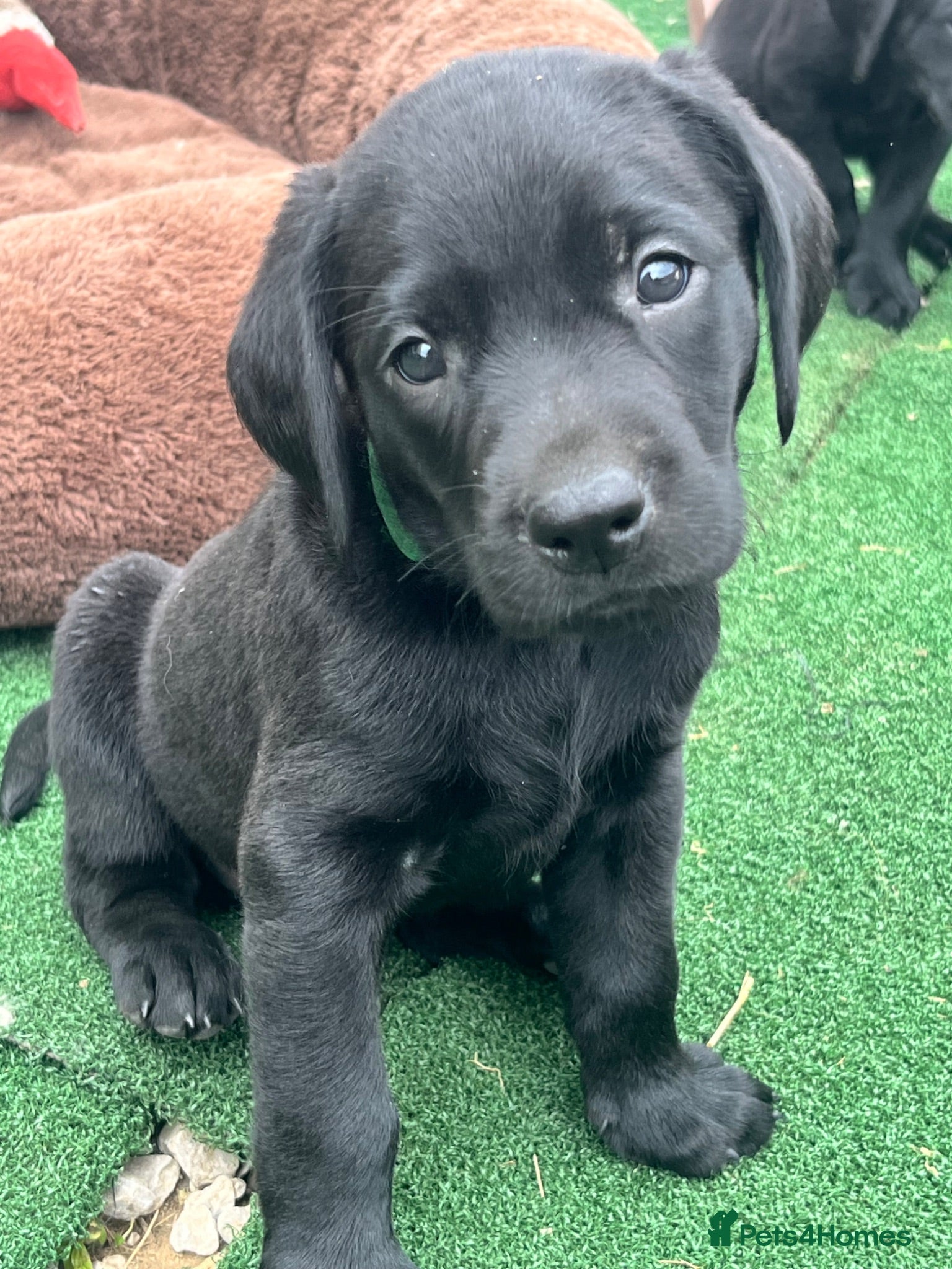Labrador Retriever dogs Beautiful litter of KC black working Labradors  - Advert 1