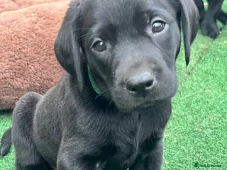 Labrador Retriever dogs Beautiful litter of KC black working Labradors - Advert 1