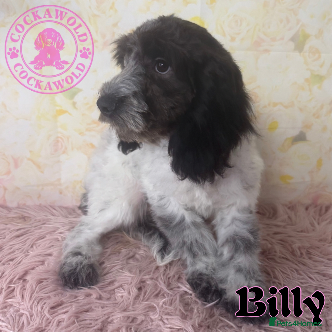 Cockapoo dogs for sale: Exceptional Cockapoo Boys: Ready Now  - Image 9