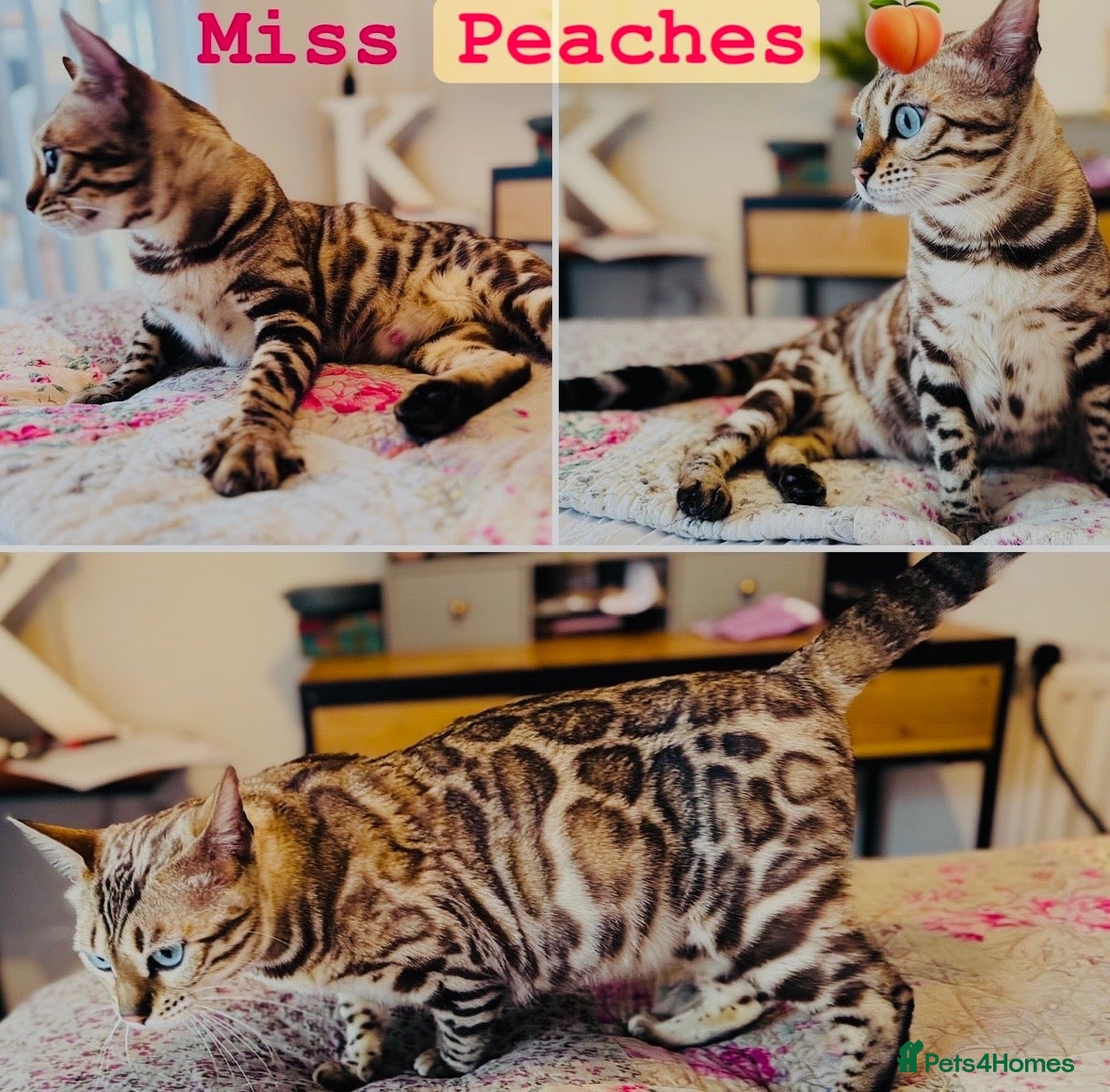 Bengal cats TICA Reg Seal Mink Female. Available on Active Reg - Advert 2