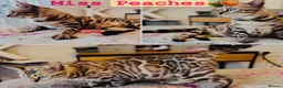 Bengal cats for sale: TICA Reg Seal Mink Female. Available on Active Reg - Advert 1