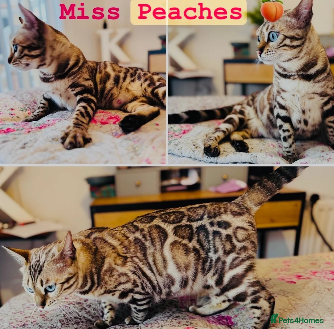 Bengal cats for sale: TICA Reg Seal Mink Female. Available on Active Reg - Advert 1