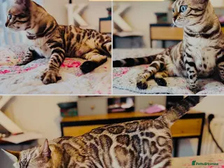 Bengal cats TICA Reg Seal Mink Female. Available on Active Reg - Advert 2