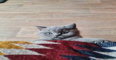 British Shorthair cats - Advert 2