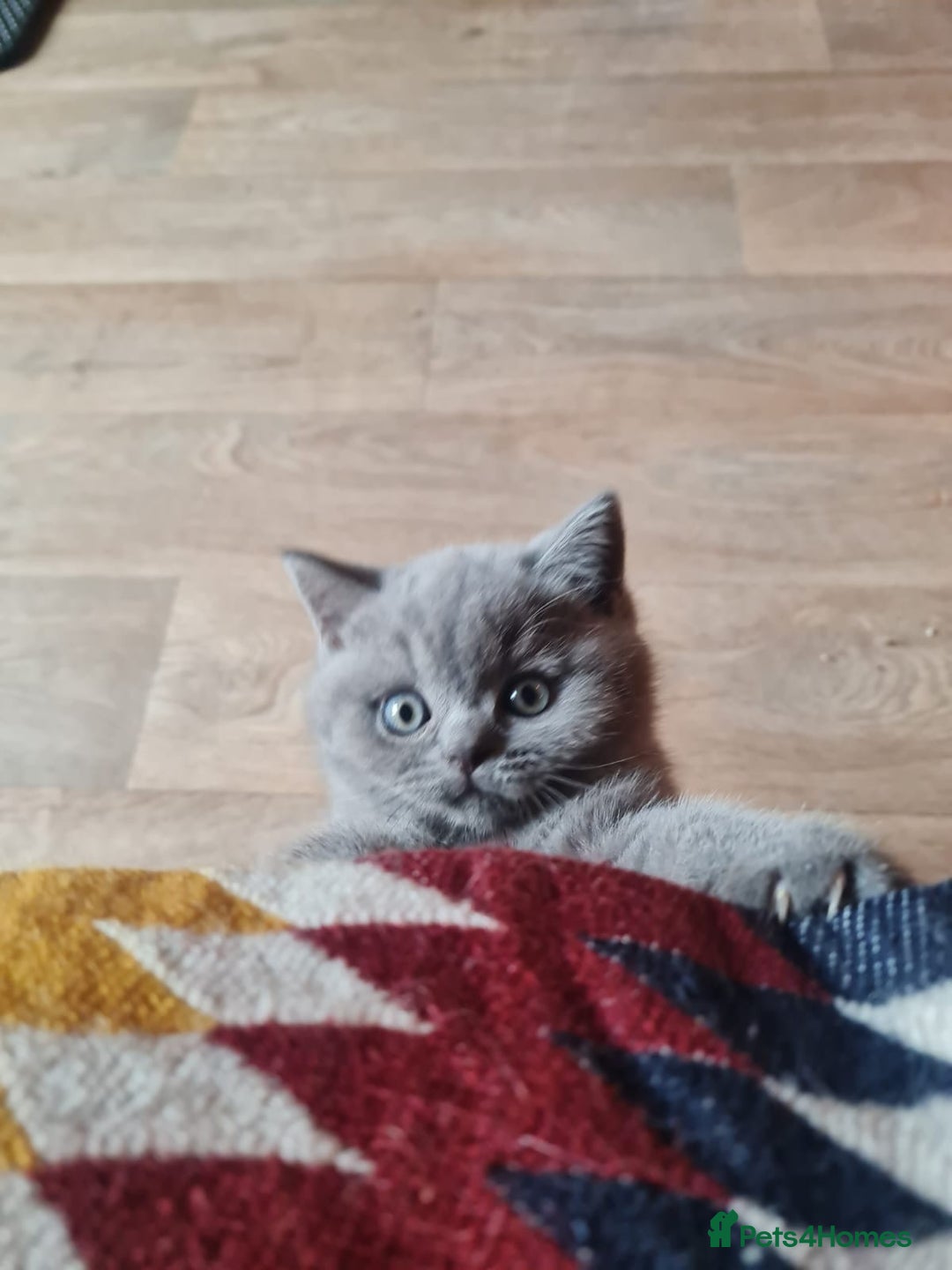 British Shorthair cats for sale: Kind Souls Fluffy Coats British Shorthair Kittens - Image 3