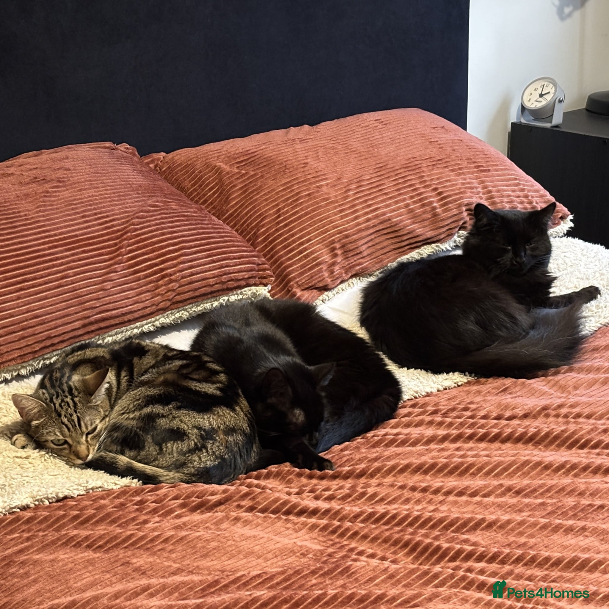 Mixed Breed cats Astrid, Blair and Cordelia - Advert 1