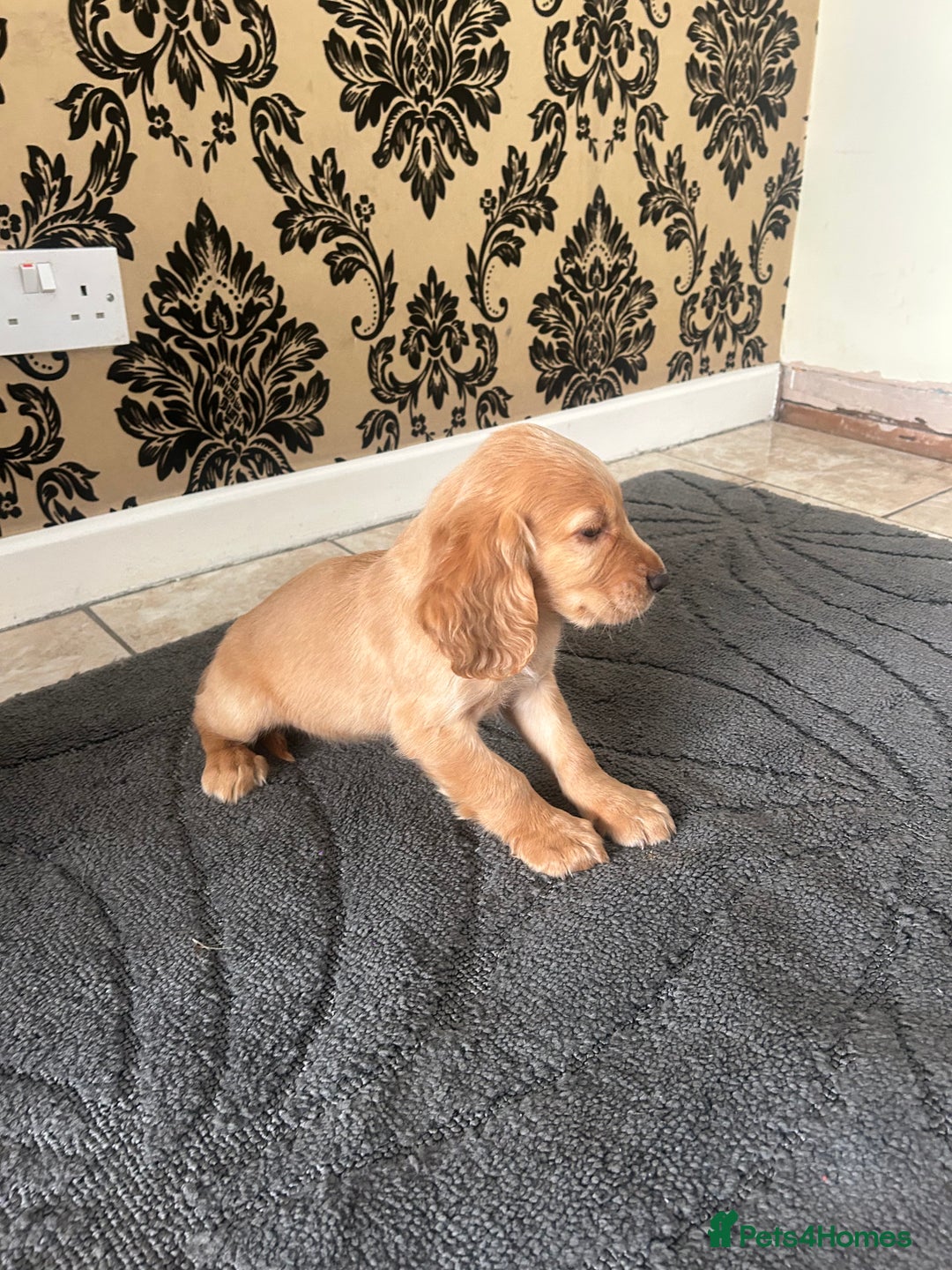 Cocker Spaniel dogs for sale: Cocker spaniel puppies ready to leave . - Image 9