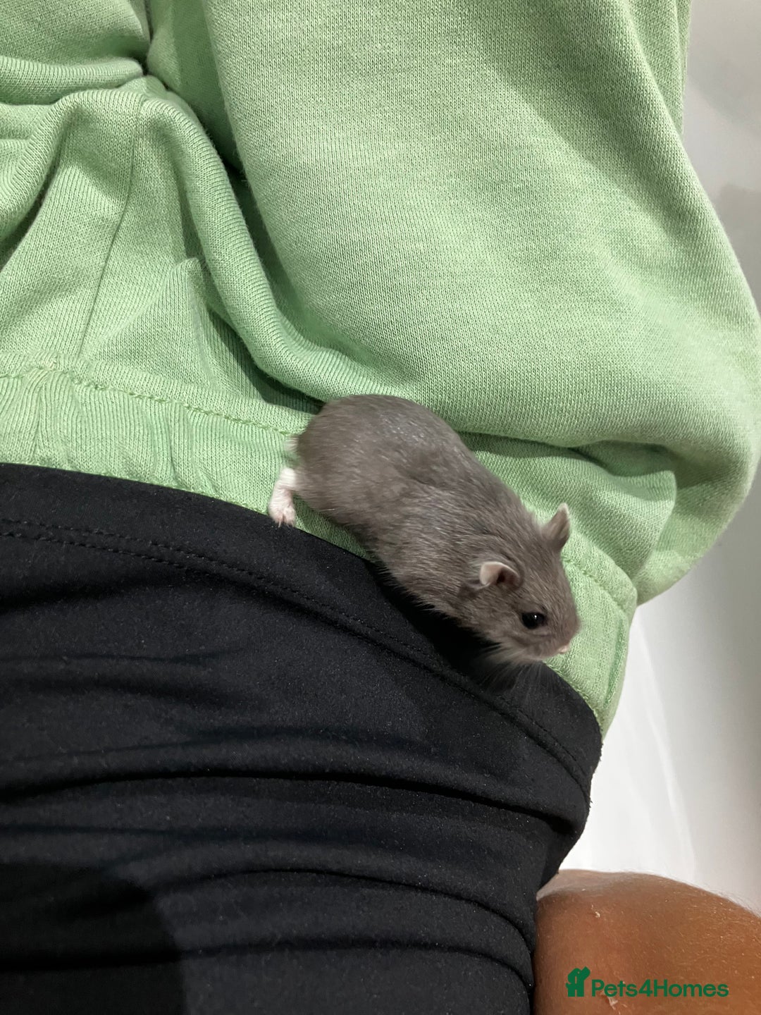 Hamster rodents for sale: Sweet Robo dwarf needs a loving home! 🐾🌾 - Image 3
