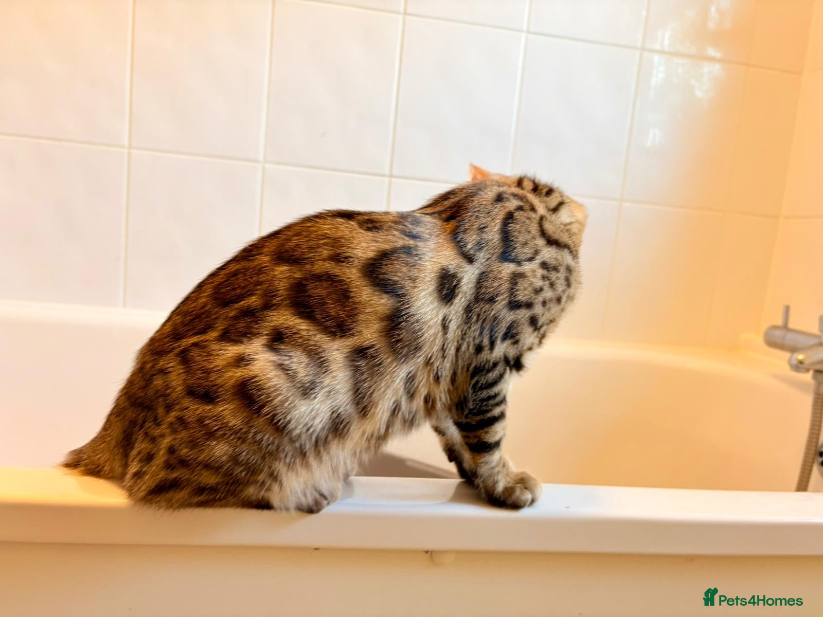 Bengal cats TICA registered Glitter Bengals  - Advert 2