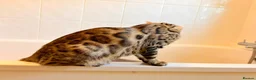 Bengal cats for sale: TICA registered Glitter Bengals  - Advert 3