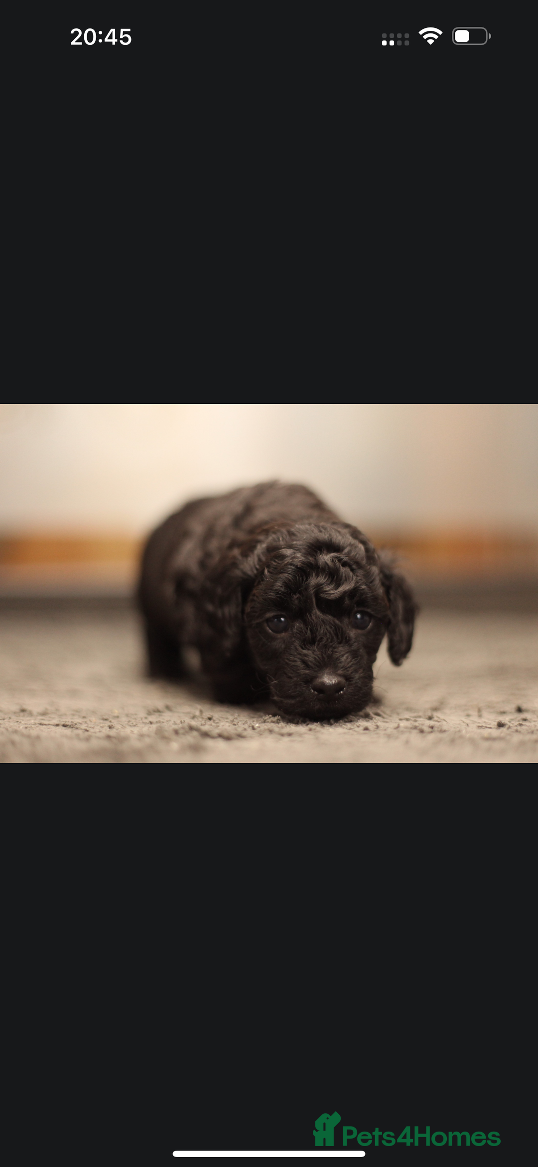 Poochon dogs for sale: Beautiful Poochon Pups Home Bred second litter - Advert 19