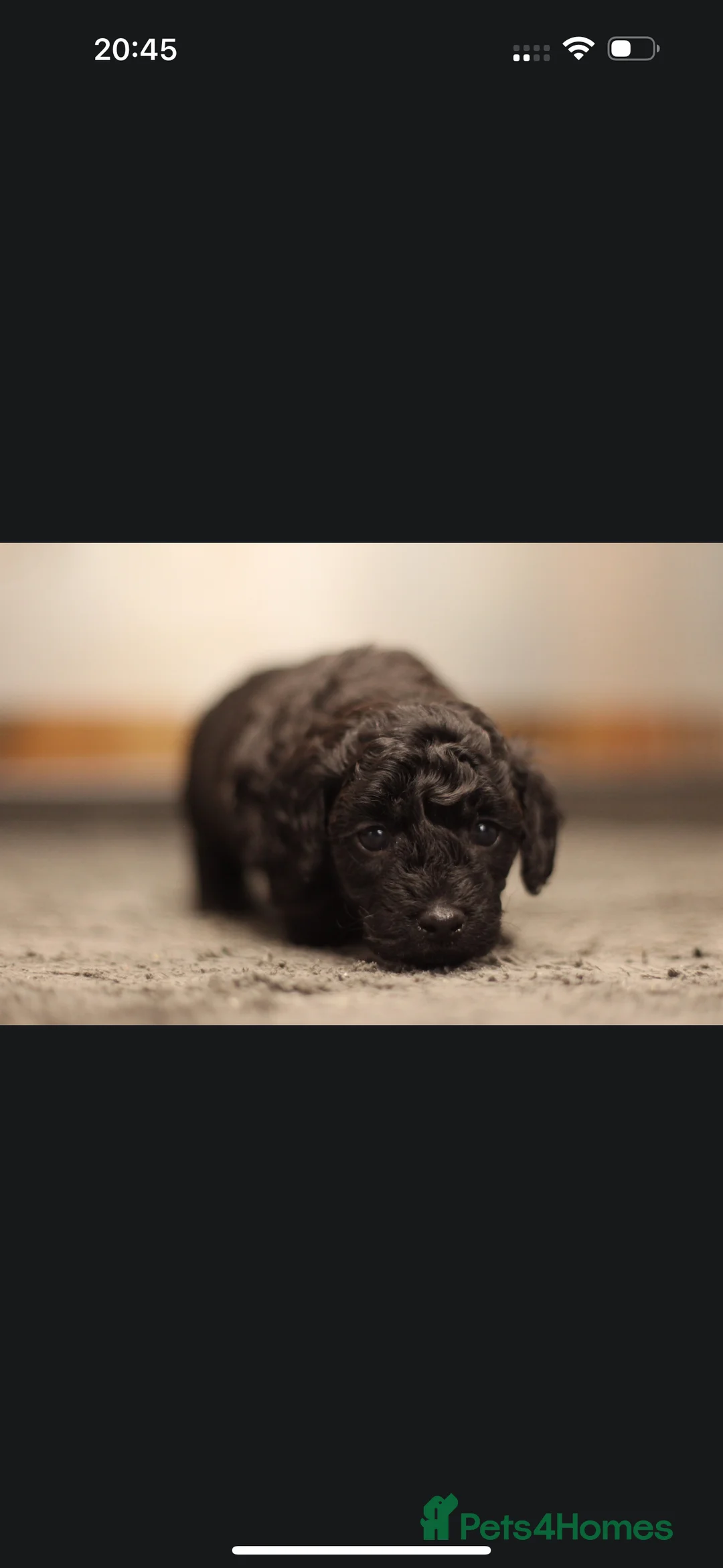 Poochon dogs for sale: Beautiful Poochon Pups Home Bred second litter - Advert 19