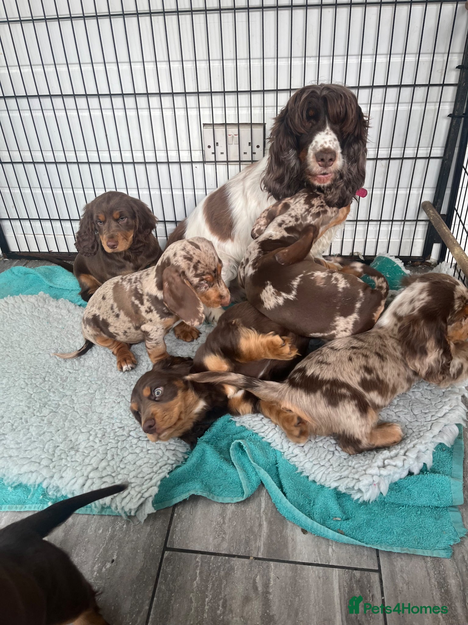 Mixed Breed dogs Gorgeous Dockers - Advert 1