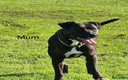 Mixed Breed dogs for sale: Staff x American pocket bully pups  - Image 9