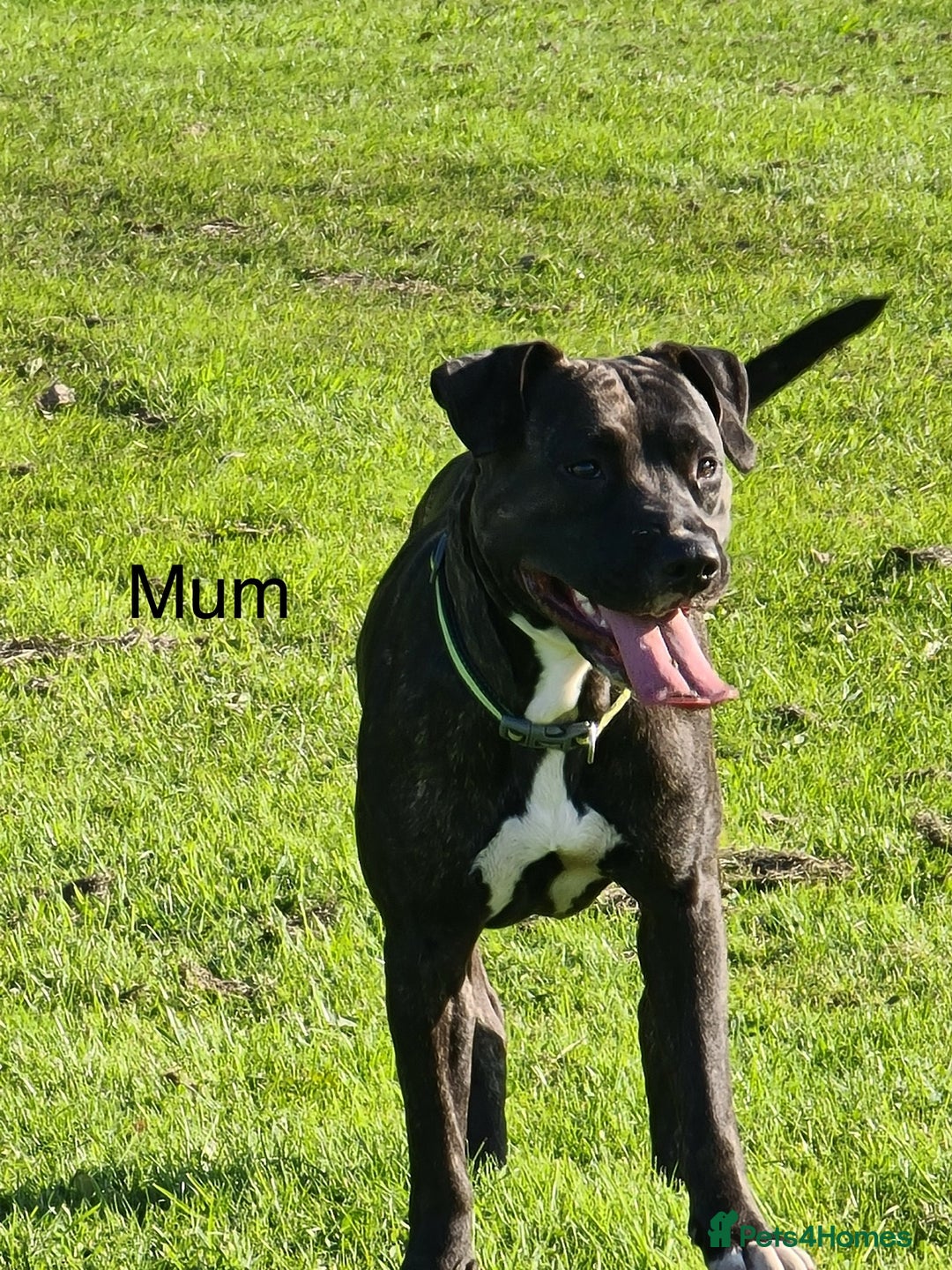 Mixed Breed dogs for sale: Staff x American pocket bully pups  - Image 9