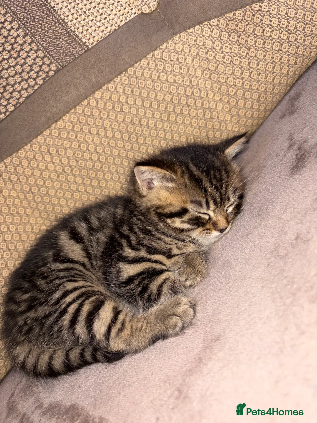 Mixed Breed cats for sale: Boy and girls 🥰 - Advert 2