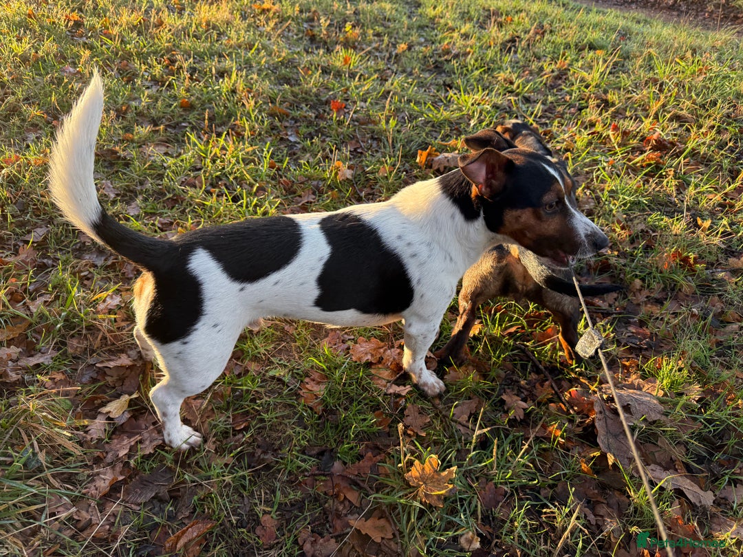 Mixed Breed dogs for sale: Cojackp for rehoming - Advert 5