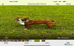 Boston Terrier dogs for sale: K.C. BEAUTIFUL BOSTON TERRIER PUPPIES - Image 7