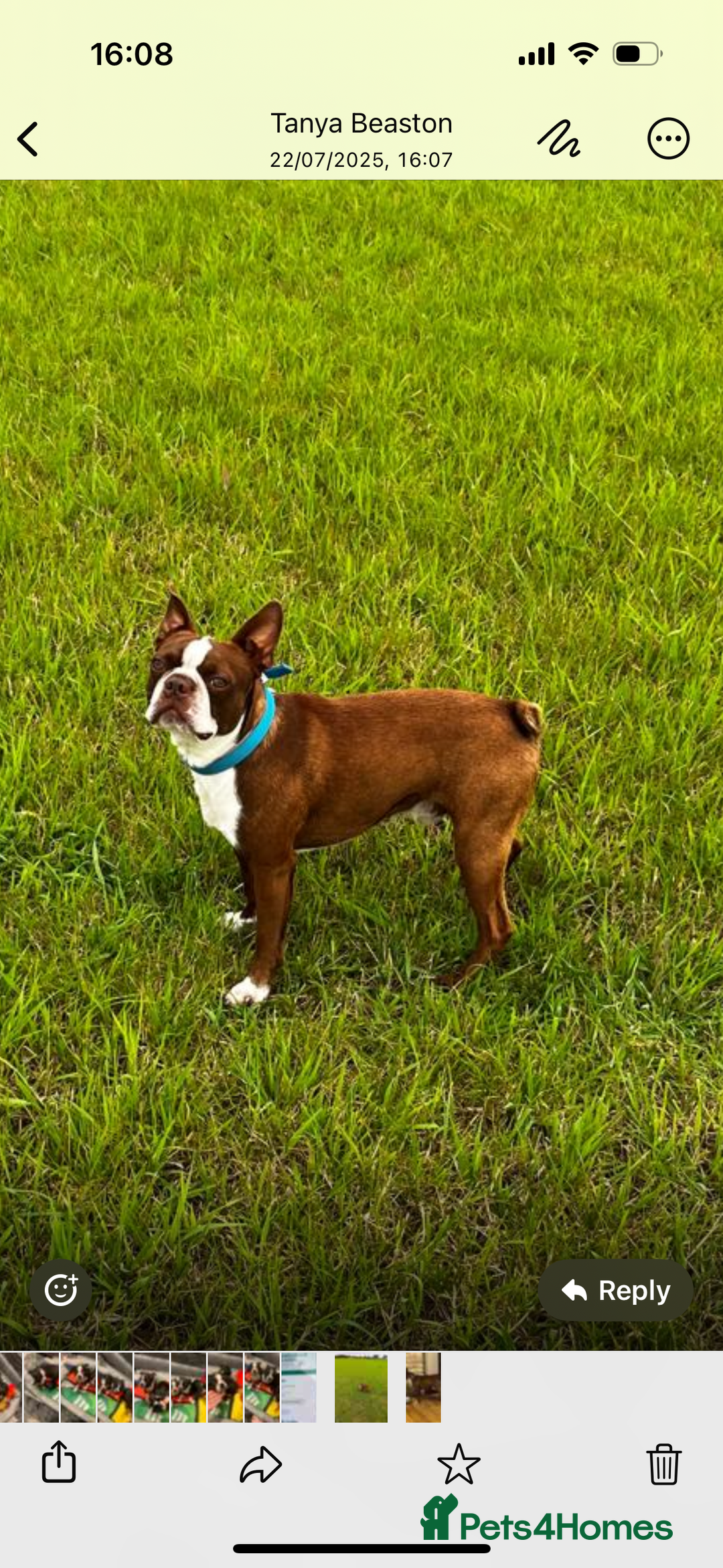 Boston Terrier dogs for sale: K.C. BEAUTIFUL BOSTON TERRIER PUPPIES - Image 7