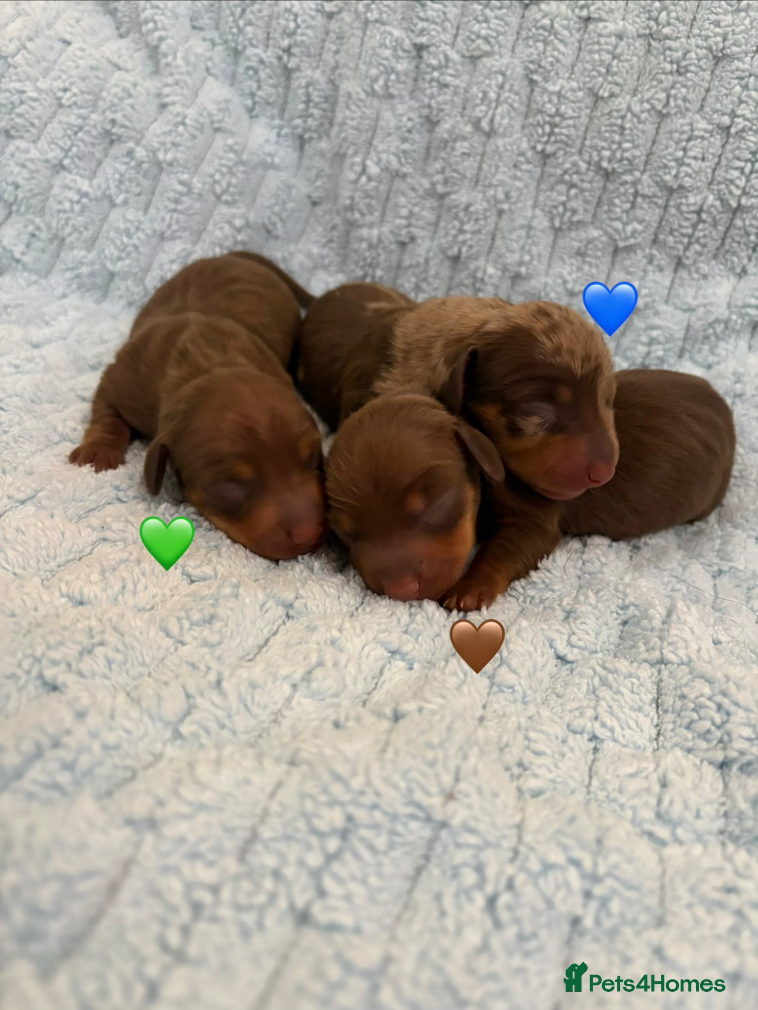 Miniature Dachshund dogs 4 Stunning Miniature Dachshund Puppies - Advert 14