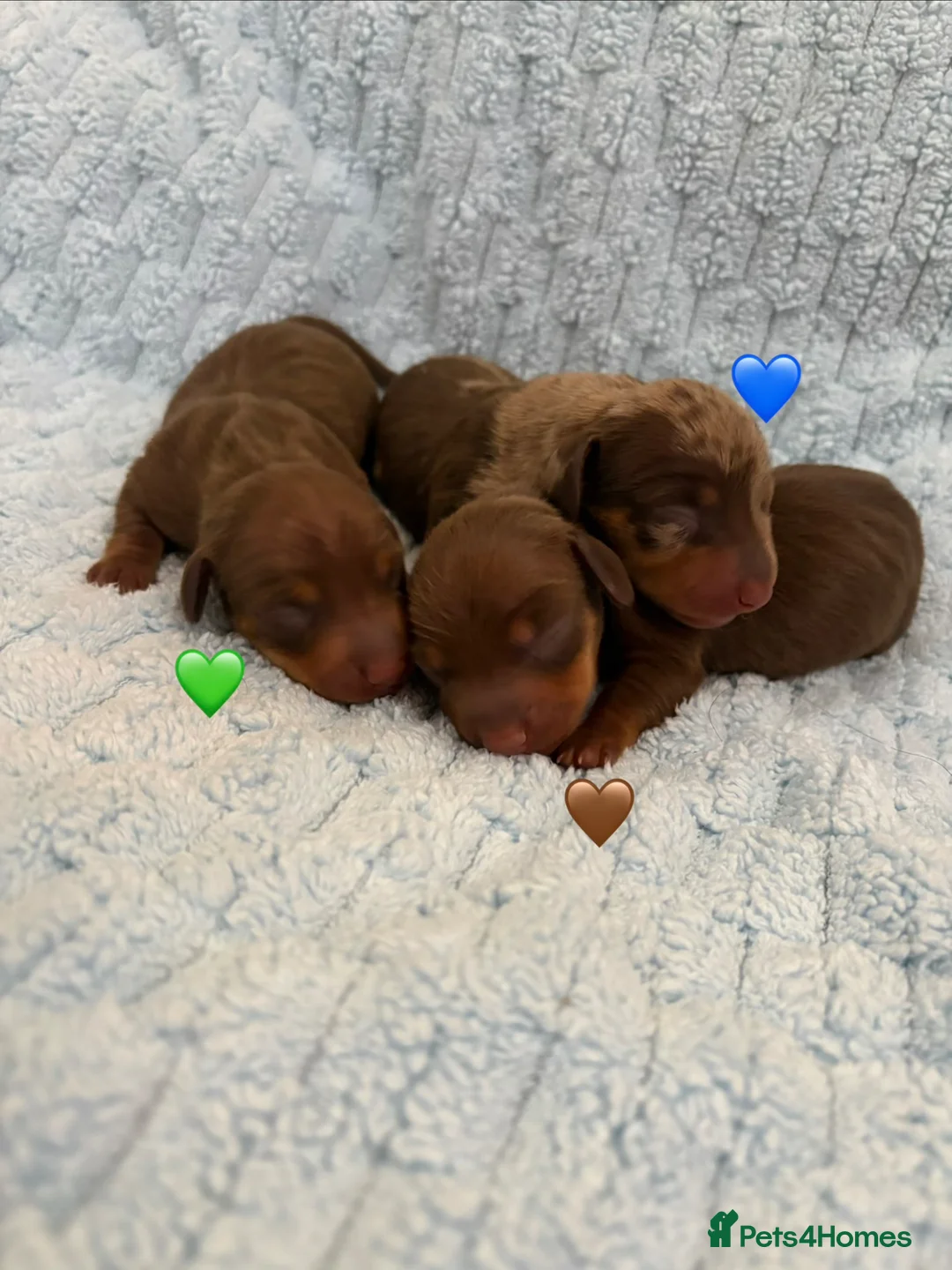 Miniature Dachshund dogs for sale: 4 Stunning Miniature Dachshund Puppies - Advert 1