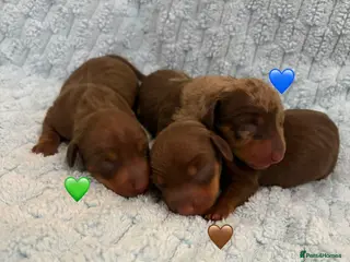 Miniature Dachshund dogs 4 Stunning Miniature Dachshund Puppies - Advert 14