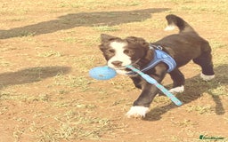 Border Collie dogs for sale: Finnan 10 months old. Border collie - Image 9