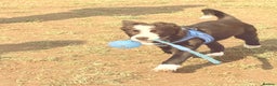 Border Collie dogs for sale: Finnan 10 months old. Border collie - Advert 9