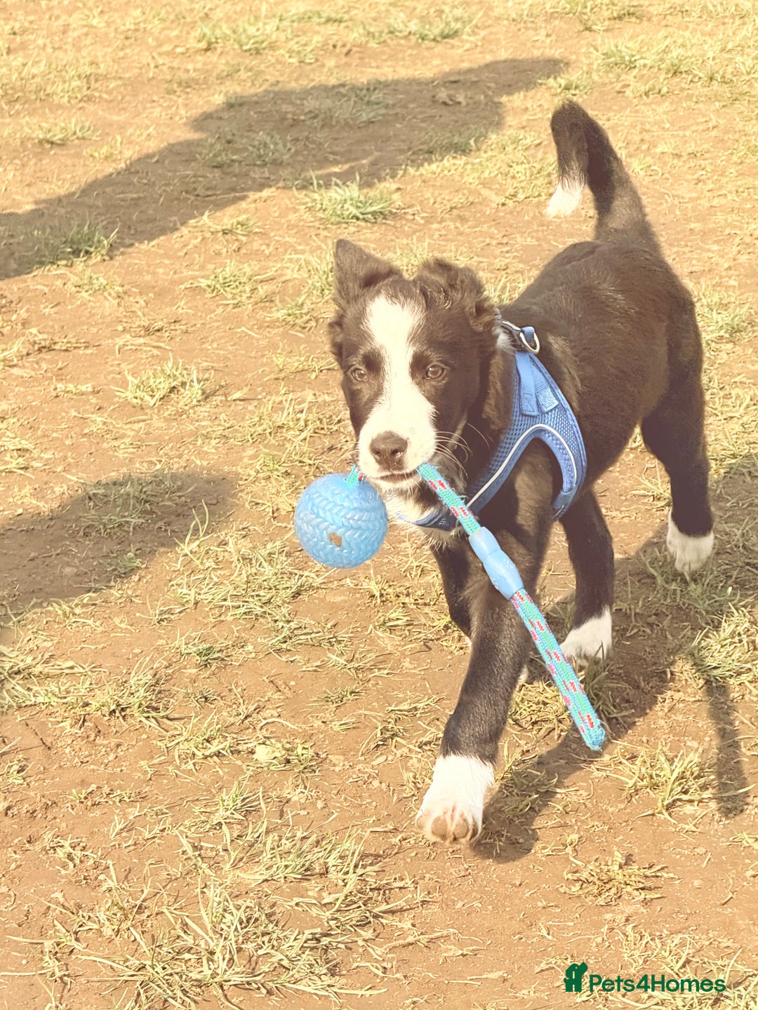 Border Collie dogs for sale: Finnan 10 months old. Border collie - Image 9