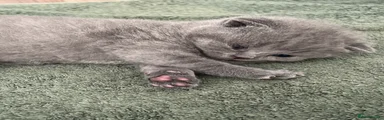 British Shorthair 4