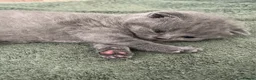 British Shorthair cats for sale: British shorthair kitten  - Advert 3