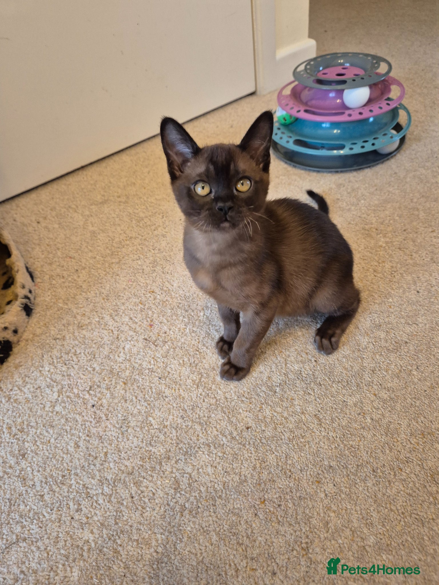 Burmese cats  Pedigree Brown Female Burmese Kitten - Advert 1