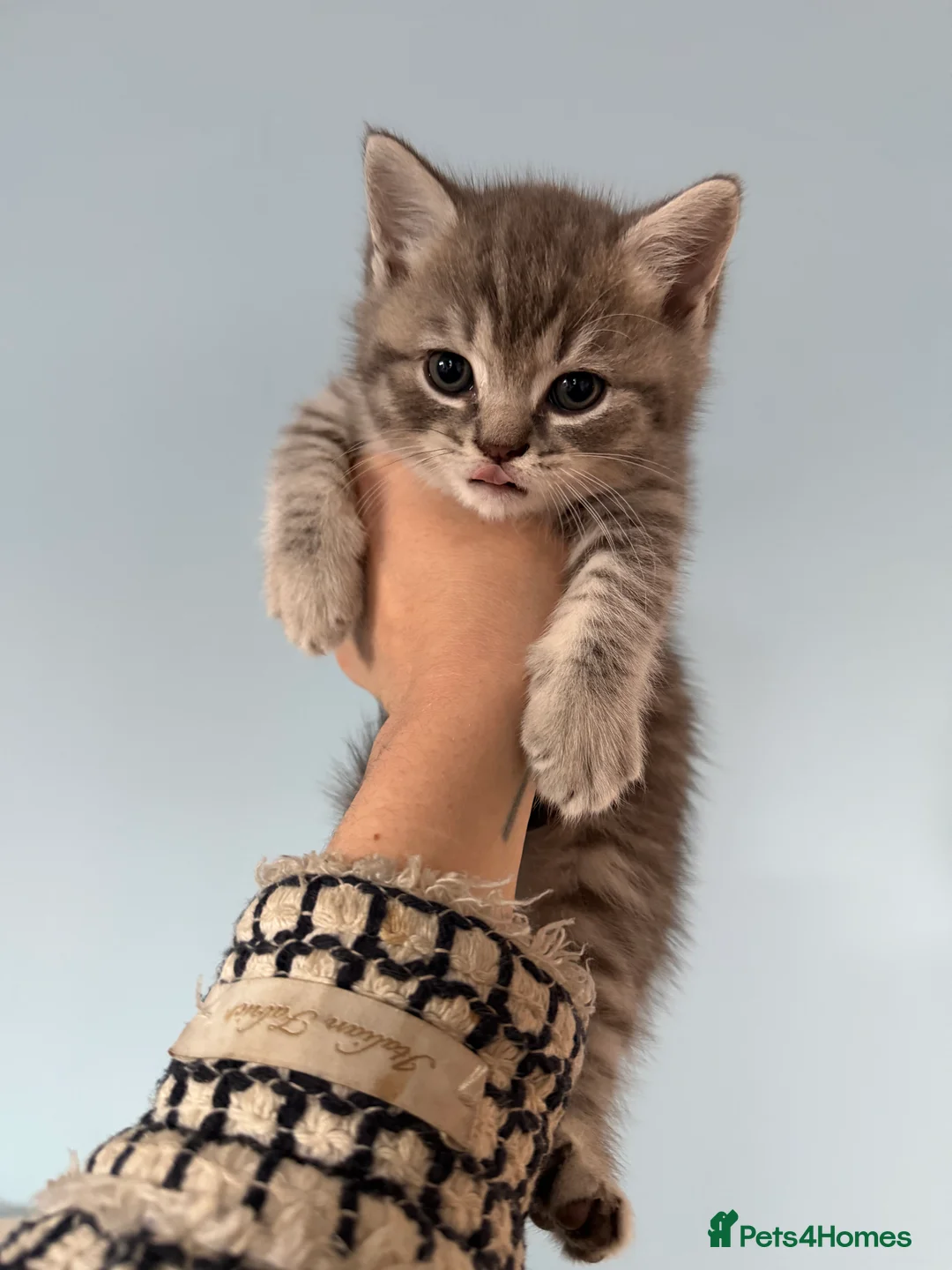 Mixed Breed cats for sale: British Shorthair x Ragdoll Kittens! 🐾 in London - Advert 2