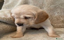 Cockerdor dogs for sale: Adorable f1 cockerdor puppies - Image 14