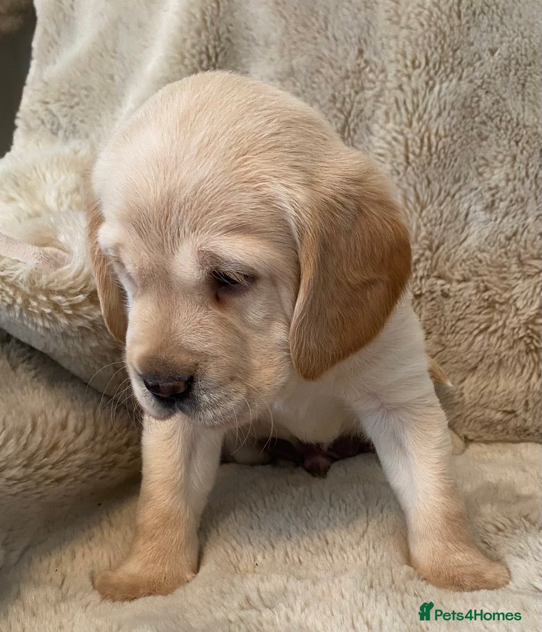 Cockerdor dogs for sale: Adorable f1 cockerdor puppies - Image 14