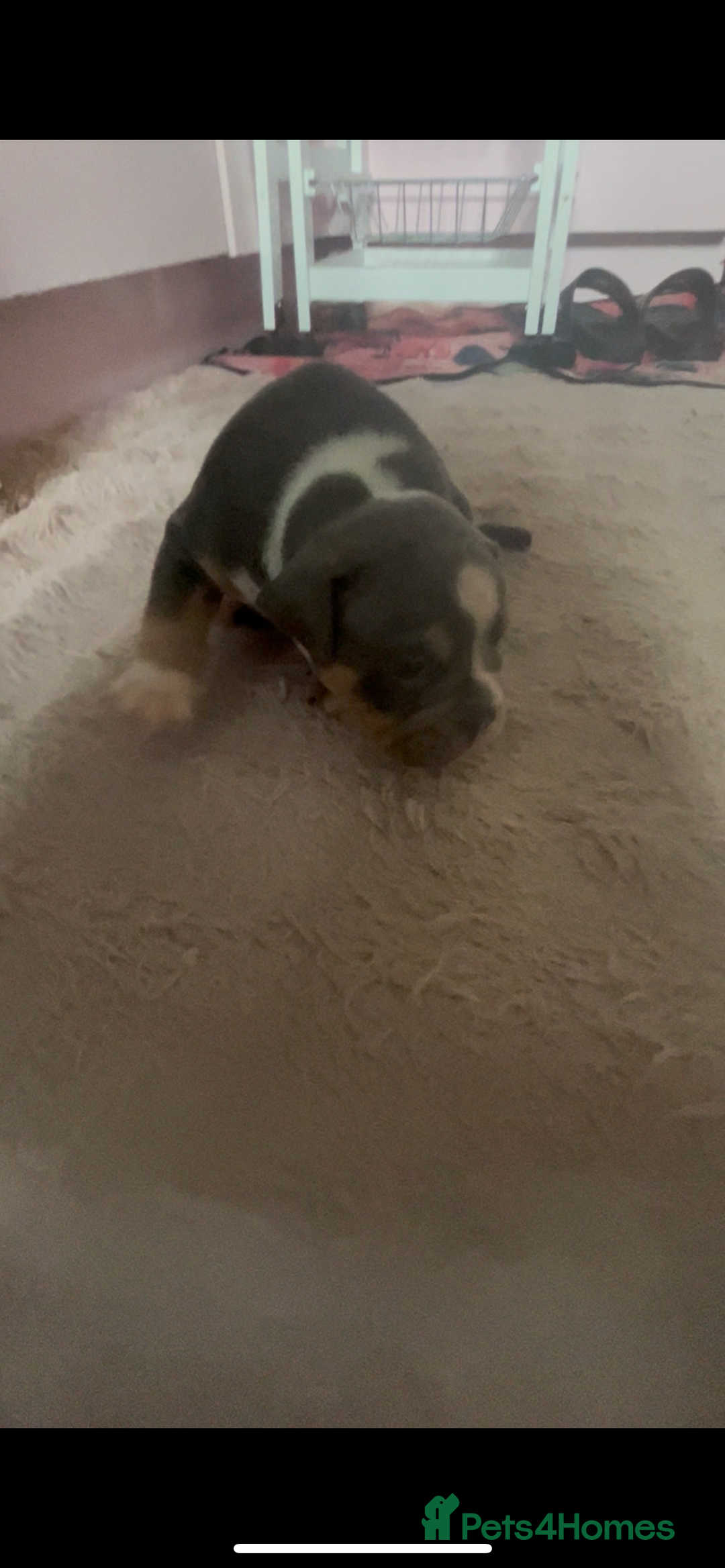 Olde English Bulldogge dogs for sale: ‼️⭐️LAST 2⭐️‼️OEB PUPS- Jabbed & Chipped - Image 14