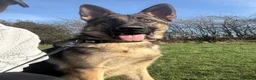 German Shepherd dogs for sale: Male German shepherd  - Advert 1