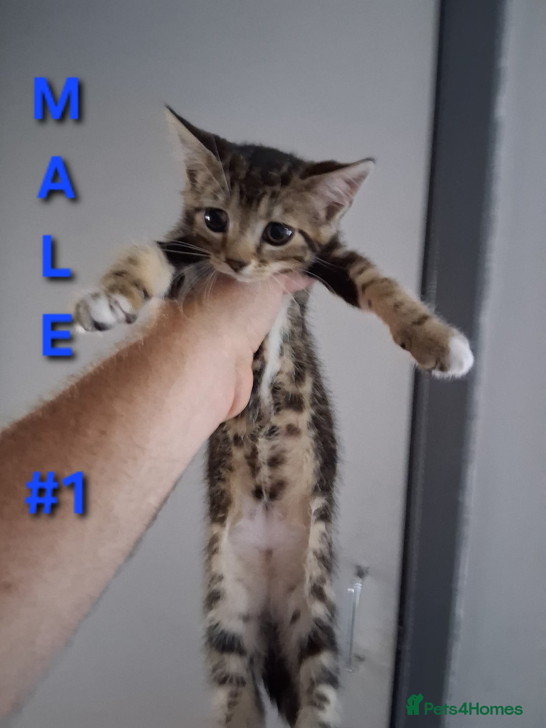 Mixed Breed cats for sale: 10 week old kittens available  - Image 2